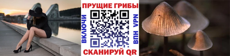 даркнет телеграм  Карачев  Псилоцибиновые грибы Psilocybine cubensis 